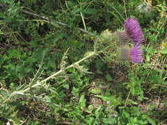 Cirsium arachnoideum