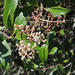 Olea capensis enervis - Photo (c) graham_g, algunos derechos reservados (CC BY-NC)