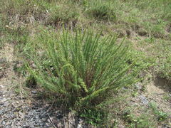 Artemisia chamaemelifolia