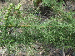 Artemisia chamaemelifolia