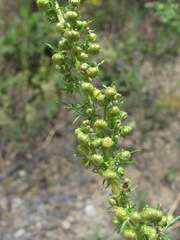 Artemisia chamaemelifolia