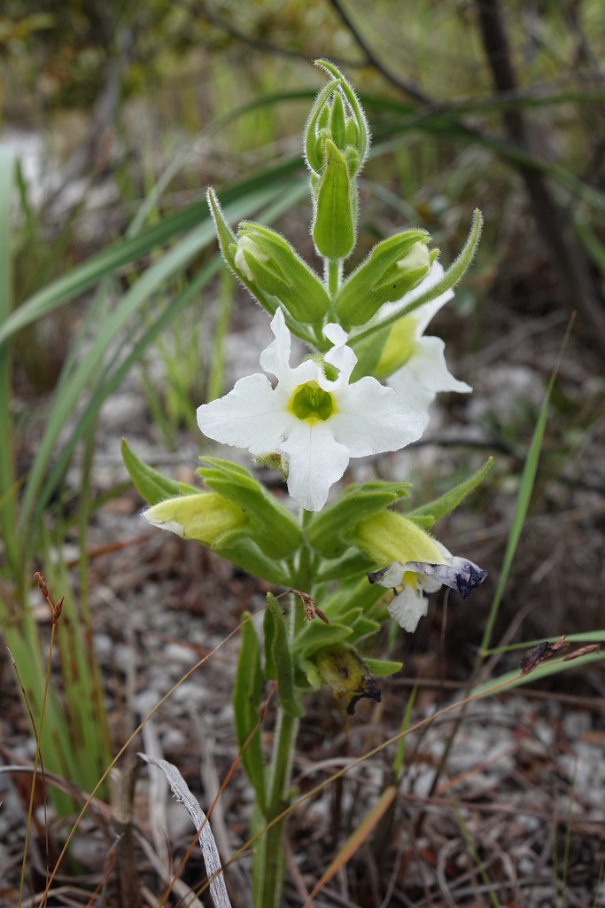Harveya obtusifolia