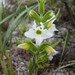 Harveya obtusifolia - Photo Sem direitos reservados, uploaded by Romer Rabarijaona
