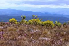 Leucadendron microcephalum