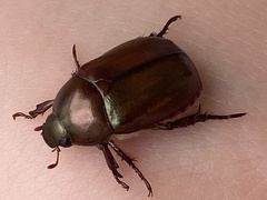 Anomala obsoleta