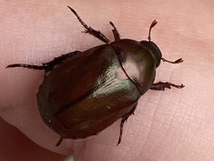 Anomala obsoleta