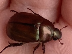 Anomala obsoleta