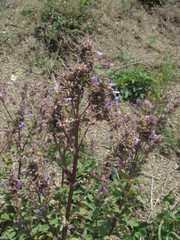 Nepeta grandiflora