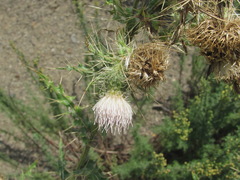 Cirsium echinus