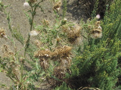 Cirsium echinus