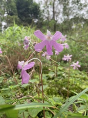 Impatiens scapiflora