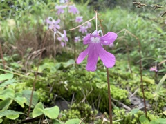 Impatiens scapiflora
