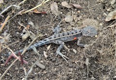 Diporiphora australis