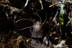 Corybas cryptanthus