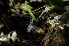 Corybas cryptanthus