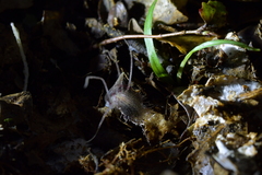 Corybas cryptanthus