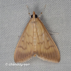 Crypsiptya coclesalis