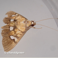 Nosophora semitritalis