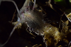 Corybas cryptanthus