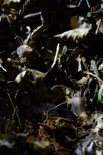 Image of Corybas cryptanthus by (c) Christopher Stephens, some rights reserved (CC BY-SA)