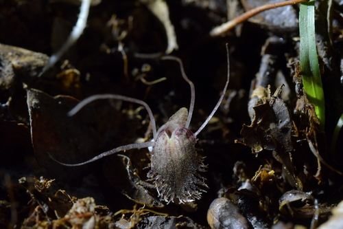 Image of Corybas cryptanthus by (c) Christopher Stephens, some rights reserved (CC BY-SA)