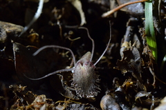 Corybas cryptanthus