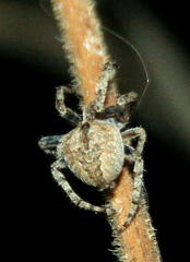Neoscona rapta