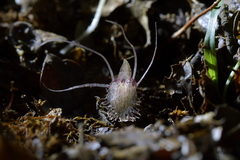 Corybas cryptanthus