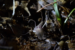 Corybas cryptanthus