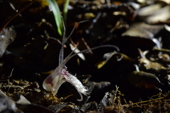Corybas cryptanthus