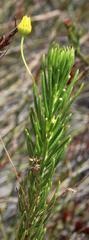 Euryops rehmannii