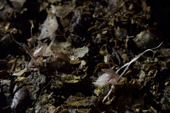 Corybas cryptanthus