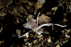 Corybas cryptanthus