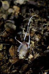 Corybas cryptanthus