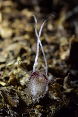Corybas cryptanthus