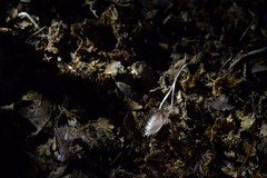 Corybas cryptanthus