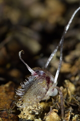Corybas cryptanthus