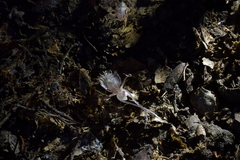 Corybas cryptanthus
