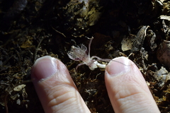 Corybas cryptanthus