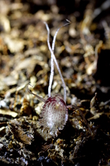 Corybas cryptanthus