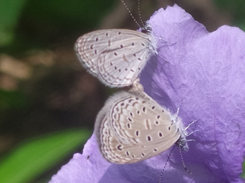 Tiny Grass Blue