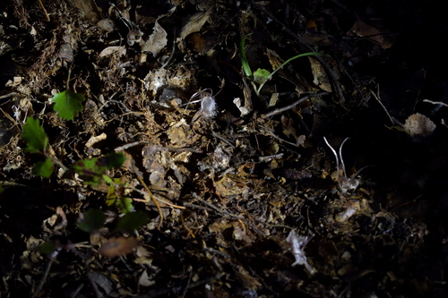 Image of Corybas cryptanthus by (c) Christopher Stephens, some rights reserved (CC BY-SA)
