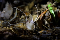 Corybas cryptanthus