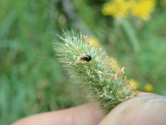 Derocrepis rufipes