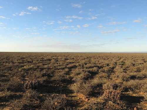 Image of Euphorbia ferox by (c) Christiaan Viljoen, some rights reserved (CC BY)