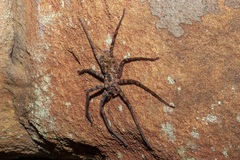 Heteropoda longipes