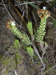 Crassula ericoides ericoides