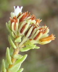 Crassula ericoides ericoides