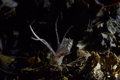 Corybas cryptanthus