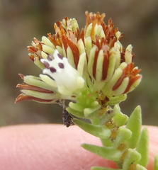 Crassula ericoides ericoides